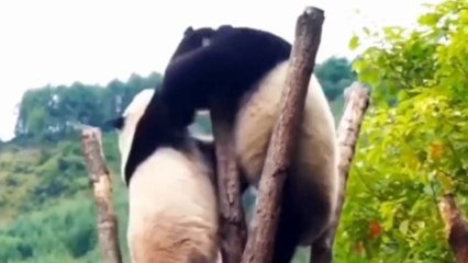 Panda Animals Cute and adorable But very Dangerous