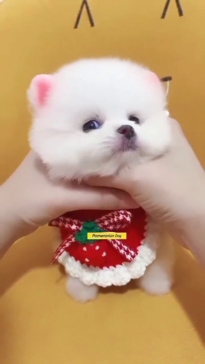 Cuteanimalhub
