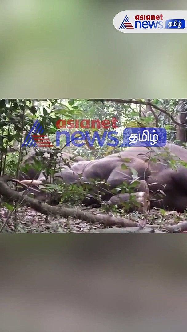 Watch : ஒடிசா வனப்பகுதியில் நாட்டு மதுபானத்தை குடித்து போதையில் மயங்கிய 24 யானைகள்! 