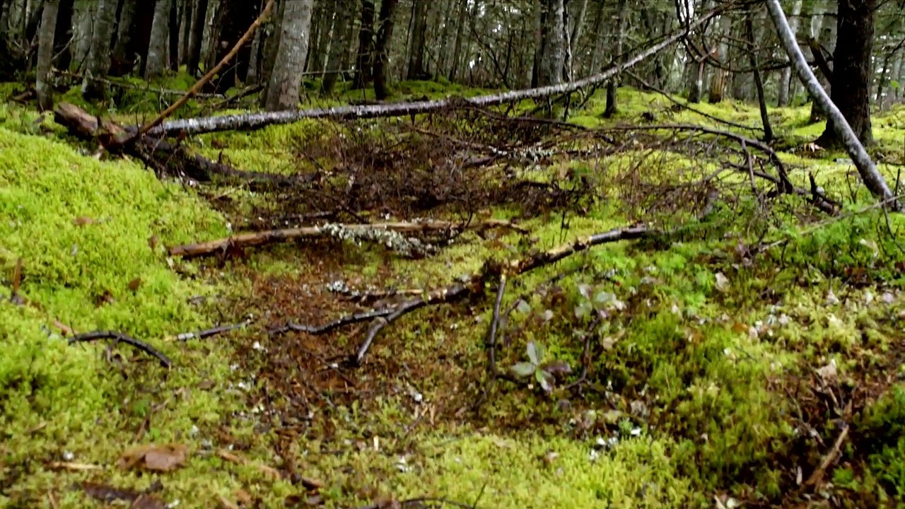 Frontera - Tráiler Oficial español