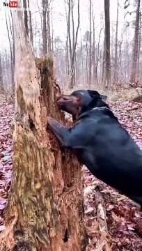 Snaptik_7125760301638765829_mohamed-gaber