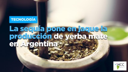 La sequía pone en jaque la producción de yerba mate en Argentina