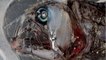 Australie : découverte d'étranges et terrifiants poissons dans les fonds marins