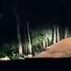 Kuntilanak sedang jalan di hutan