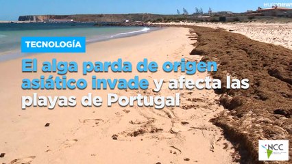 El alga parda de origen asiático invade y afecta las playas de Portugal