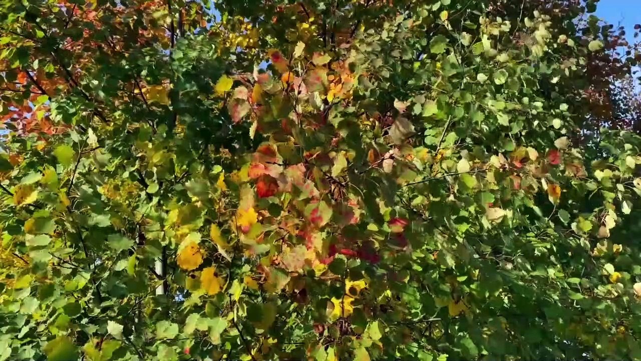 A Rustling of Leaves - Wind Blowing through the Trees | Sound Effect | COPYRIGHT - FREE