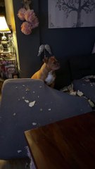 Gertie the Pup Tears Up Old Dictionary