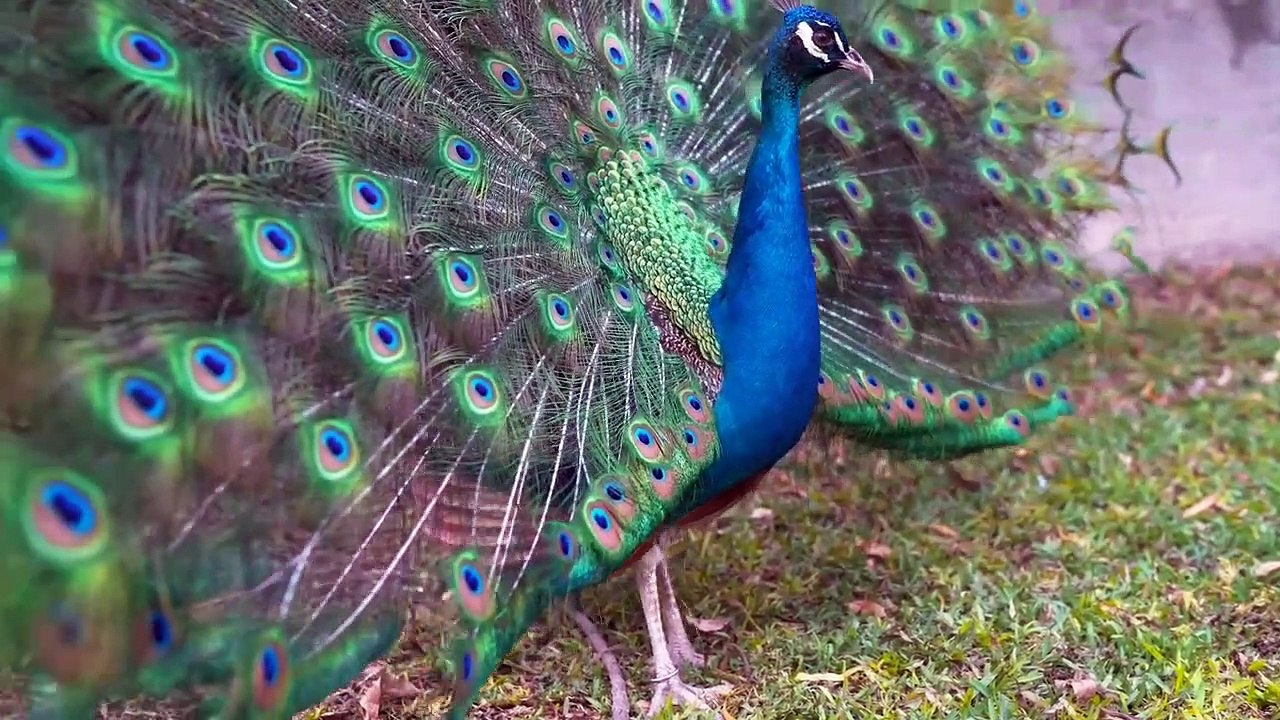 Keindahan burung Merak ( video pendek burung Merak ) The beauty of the peacock short video peacock