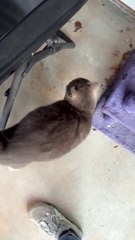 Benji the Stray Cat's Meow Sounds Like an Angry Grandpa