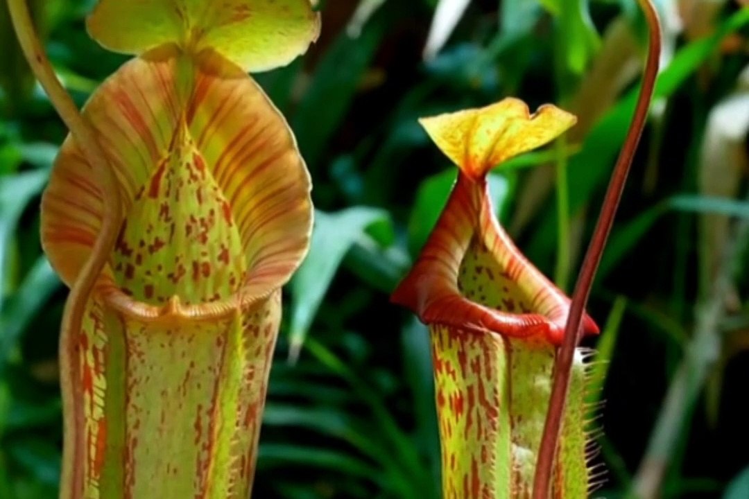 This is how this plant traps small animals