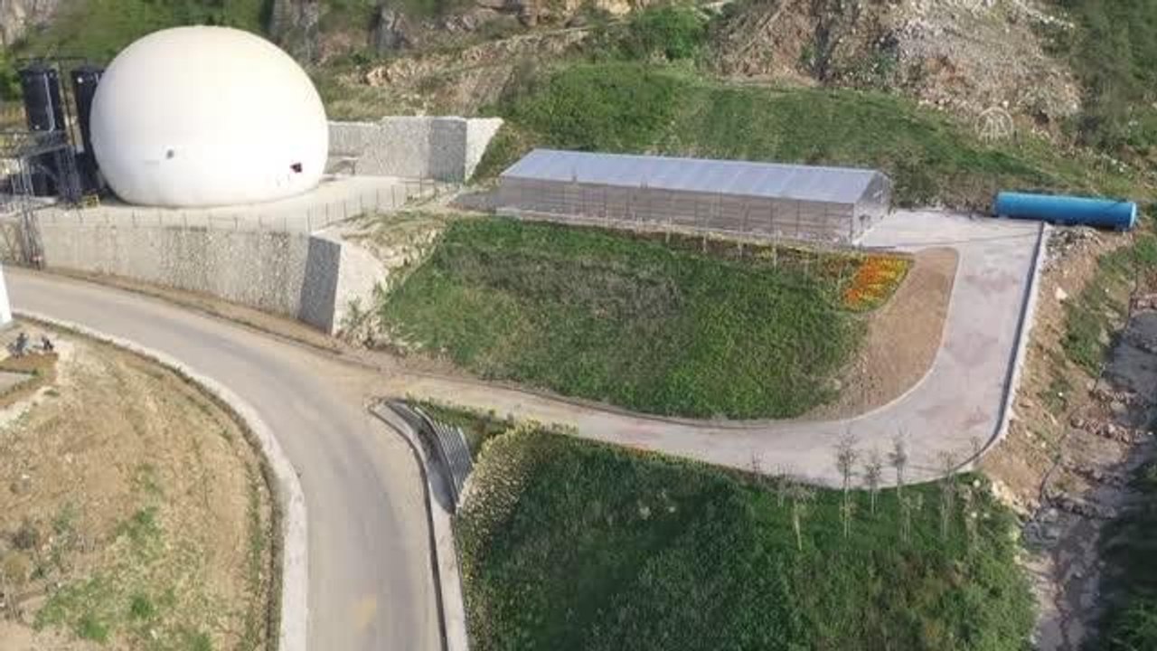 Katı atık tesisinde kurulan serada çilek yetiştirildi