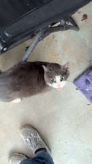 Benji the Stray Cat's Meow Sounds Like an Angry Grandpa