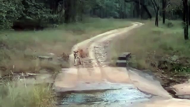 VIDEO : शावकों के साथ टूरिस्ट जिप्सी के सामने आई बाघिन