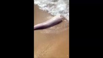 Des touristes découvre un morceau d'animal mystérieux sur la plage