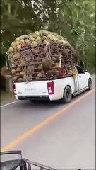 Une voiture sous haute escorte... de singes
