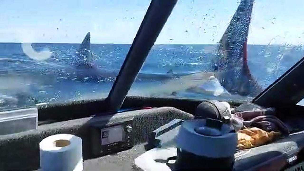 Quand un requin se jette dans le bateau des pêcheurs