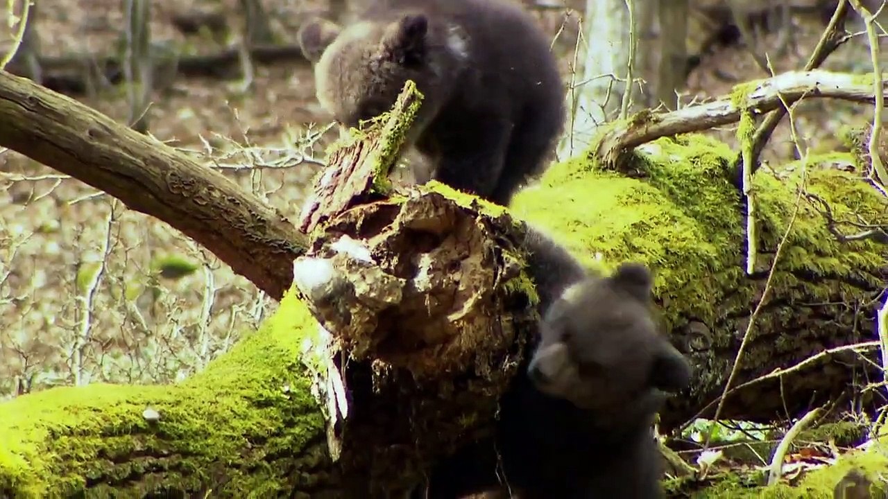 Survival in the Carpathian Mountains