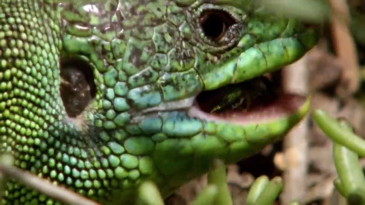 The Kung Fu Killer is back! Breathtaking Close-Ups of the Wildlife along the Rhine River