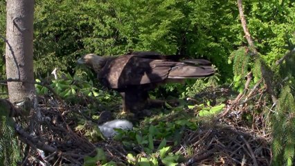 The Golden Eagle - King Of The Mountains