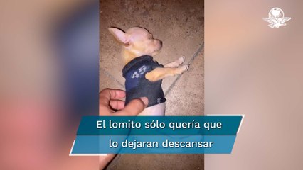 Se hace el muertito: perrito actor roba corazones en TikTok