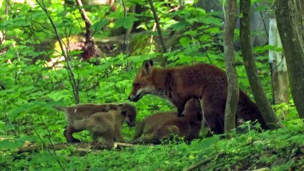 Biodiverse Wildlife in the former Dirtiest River in Germany