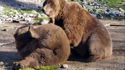 Wild Survival - The Fall of the Frozen Kingdom