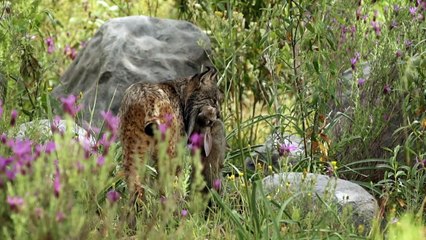 The Hidden Inhabitants of the Sierra Morena