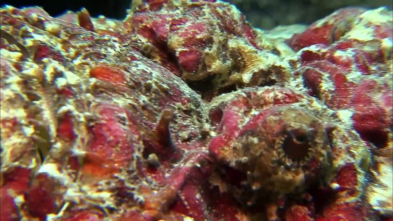 The Spectacular Underwater World of Coral Reefs