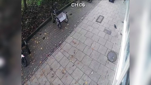 Man hunt after scooter runs over pigeon then finishes bird off with walking stick