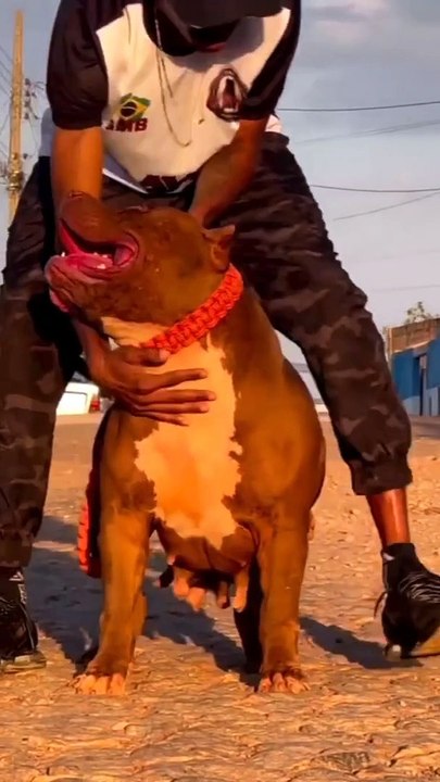 Respect for dogs