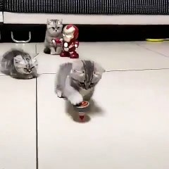 CAT PLAYING TOYS