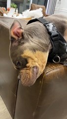Brick the Bully Dog Rips Couch Apart