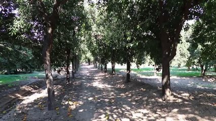 Atatürk'ün yürüdüğü narenciye yoluna "Atatürk Yolu" adı verilecek