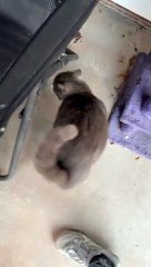 Benji the Stray Cat's Meow Sounds Like an Angry Grandpa