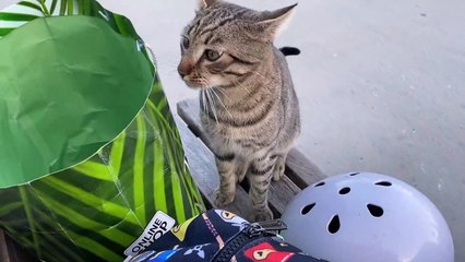 Stray Cat Climbs into Person's Bag