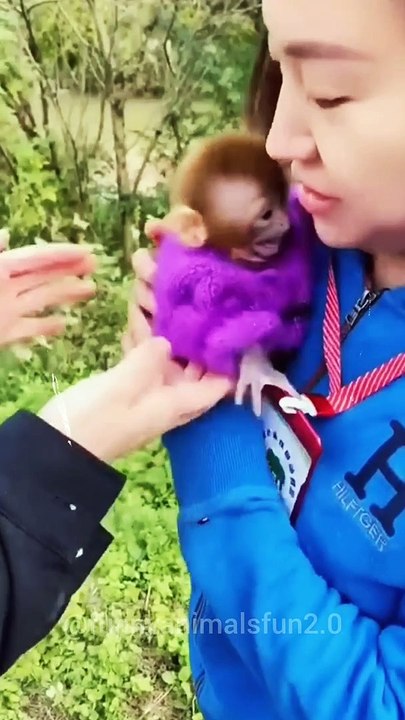 funny cat | dog | Cat