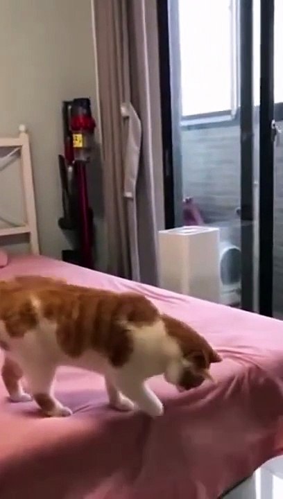 Funniest animal video Cat And Dogs  Funny  Videos 2022