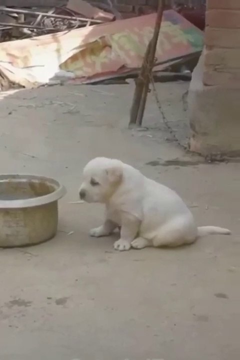 Best Funny Animal Videos 2022  Funniest Cats And Dogs Video try not to laugh 480p