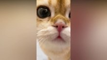 Cute and Funny Cat Videos Compilation | 01