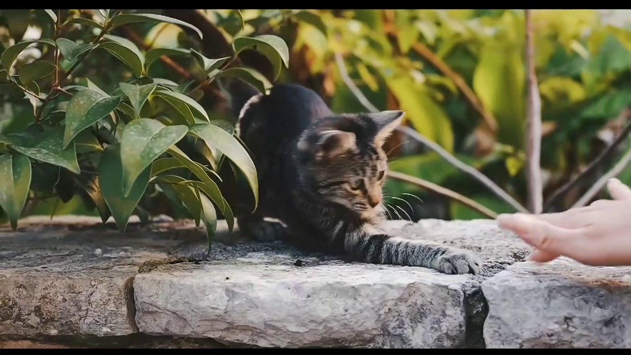 Collection of cat videos and cat sounds
