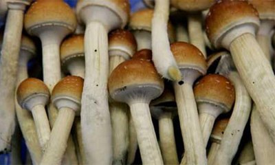 دراسة تكشف قدرة الفطر السحري على علاج الاكتئاب الشديد