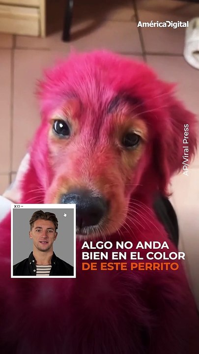 Una #travesura le jugó una mala pasada a este cachorrito