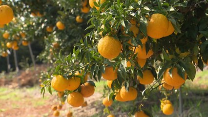 유자향에 취하고, 석류맛에 반하고...3년 만의 축제 개막 / YTN