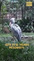 Pájaro picozapato: la imponente y solitaria ave de África