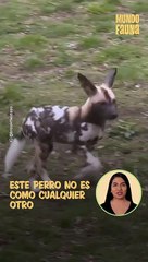 Perro salvaje africano: uno de los mejores cazadores del reino animal