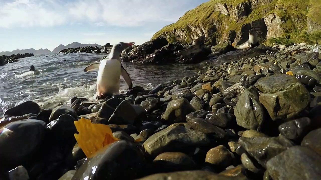 South Georgia - Island of the penguins