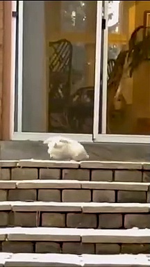 Cooking cute rabbit daging