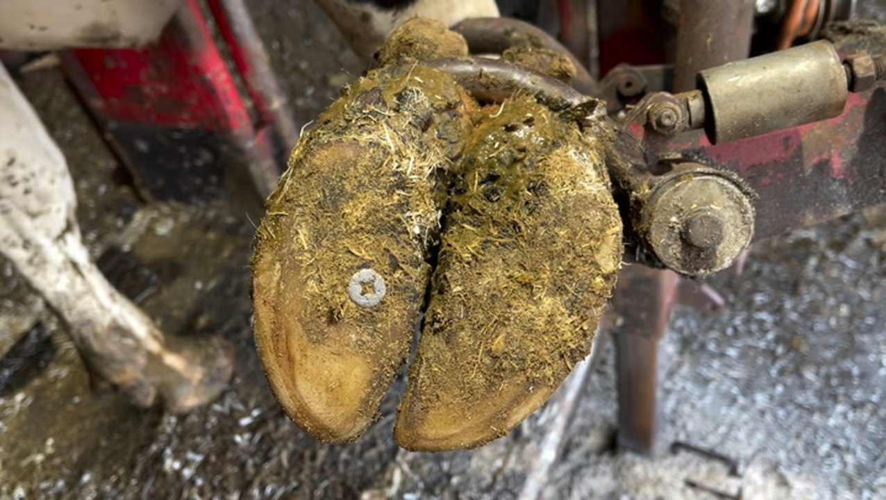 How cow hooves are deep cleaned