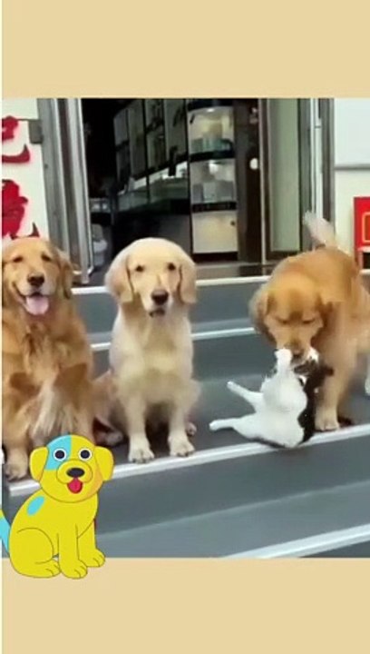 Cat and Dog try to settle Together #Funny Animal #Funny Video #Kids #Child