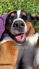 Funny Dog Moment Catch #Funny Animal #Funny Video #Kids #Child